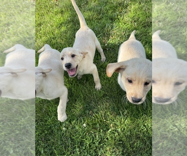 Medium Photo #1 Labrador Retriever Puppy For Sale in SWEET SPRINGS, MO, USA