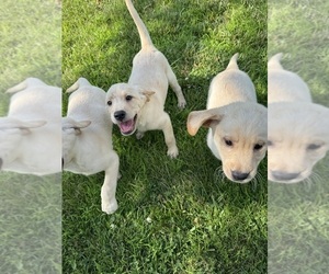 Labrador Retriever Puppy for sale in SWEET SPRINGS, MO, USA
