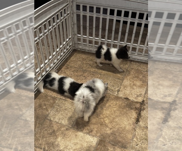 Medium Photo #4 Pomeranian Puppy For Sale in VENICE, FL, USA