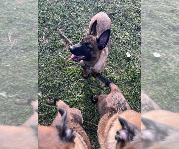 Medium Photo #5 Belgian Malinois Puppy For Sale in WEST HILLS, CA, USA
