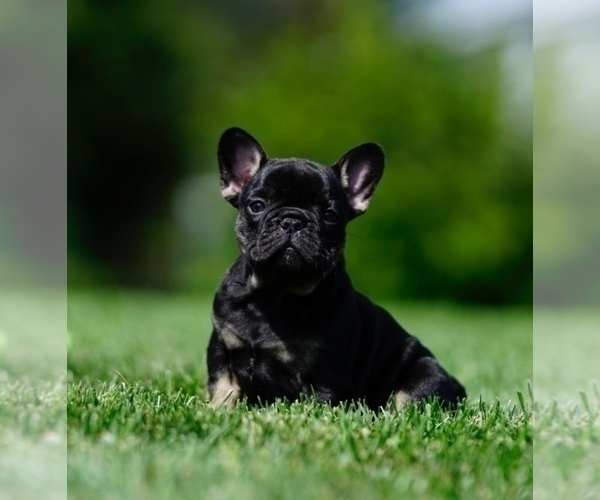 Medium Photo #4 French Bulldog Puppy For Sale in MOUNT GILEAD, OH, USA