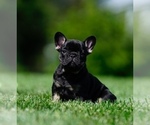 Small Photo #4 French Bulldog Puppy For Sale in MOUNT GILEAD, OH, USA