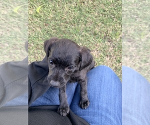 Poodle (Toy)-Unknown Mix Puppy for sale in FRUITVALE, TX, USA