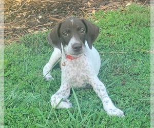 German Shorthaired Pointer Puppy for sale in SYMSONIA, KY, USA