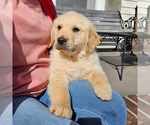 Puppy Churchill English Cream Golden Retriever