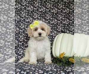 Maltipoo Puppy for sale in NEW PROVIDENCE, PA, USA