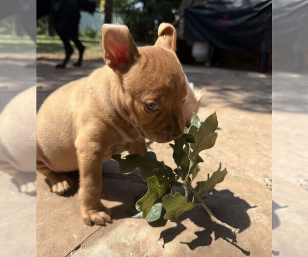 Medium Photo #8 Bullboxer Pit Puppy For Sale in OKLAHOMA CITY, OK, USA