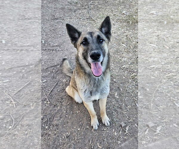 Medium Photo #2 German Shepherd Dog-Unknown Mix Puppy For Sale in El Centro, CA, USA