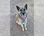 Small #1 German Shepherd Dog Mix