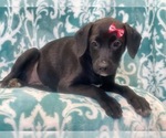 Small Photo #10 American Staffordshire Terrier Puppy For Sale in LAKELAND, FL, USA