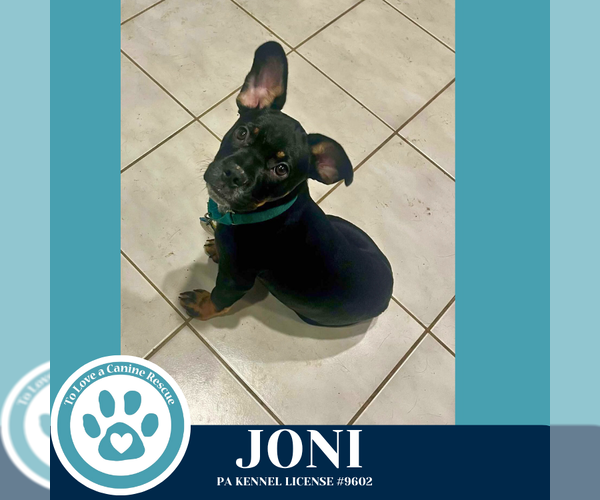 Medium Photo #1 French Bulldog-Unknown Mix Puppy For Sale in Kimberton, PA, USA