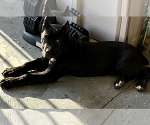 Cane Corso Puppy for sale in LONG BEACH, CA, USA