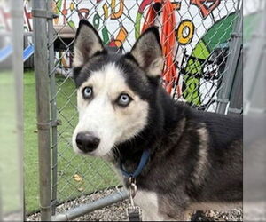 Siberian Husky Dogs for adoption in Sayreville, NJ, NJ, USA