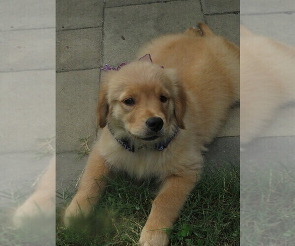 Medium Photo #12 Golden Retriever Puppy For Sale in MECHANICSVILLE, MD, USA