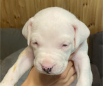 Puppy Puppy 3 Dogo Argentino