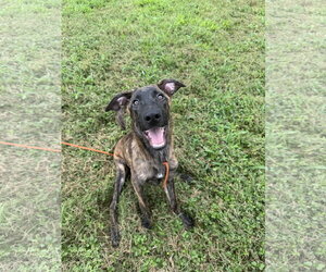 Holland Shepherd-Plott Hound Mix Dogs for adoption in Virginia Beach, VA, USA