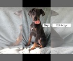 Small #4 Doberman Pinscher