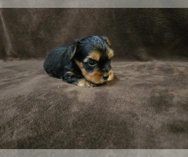 Medium Photo #8 Yorkshire Terrier Puppy For Sale in CARLYLE, IL, USA