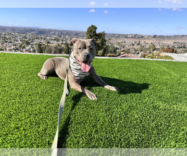 Medium Photo #3 American Pit Bull Terrier-Staffordshire Bull Terrier Mix Puppy For Sale in San Diego, CA, USA