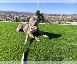 Gracie - Female American Pit Bull Terrier-Staffordshire Bull Terrier Mix Dog for Adoption - Photo #3