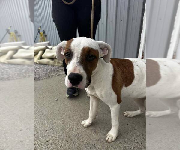 Medium Photo #1 Mutt Puppy For Sale in Evansville, IN, USA