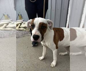 Mutt Dogs for adoption in Evansville, IN, USA