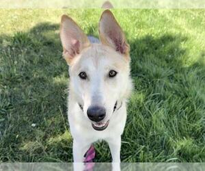 Siberian Husky Dogs for adoption in Pueblo, CO, USA