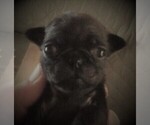 Small Photo #6 Pug Puppy For Sale in FORT WAYNE, IN, USA
