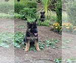 Small Photo #25 German Shepherd Dog Puppy For Sale in EAGLE CREEK, OR, USA