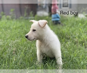 German Shepherd Dog Puppy for sale in SILOAM SPGS, AR, USA