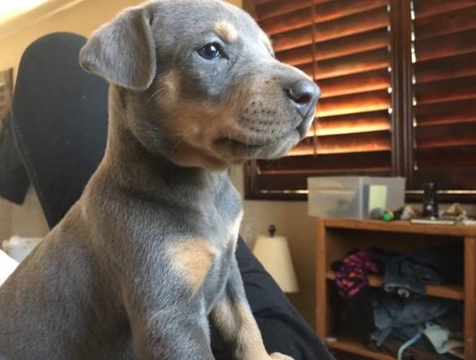 Medium Photo #1 Doberman Pinscher Puppy For Sale in VISTA, CA, USA