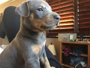 Doberman Pinscher Puppy for sale in VISTA, CA, USA