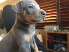 Small Photo #1 Doberman Pinscher Puppy For Sale in VISTA, CA, USA