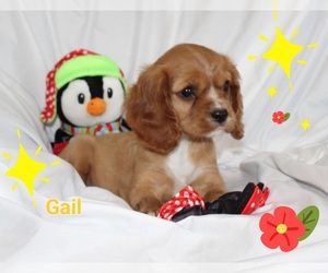 Cavalier King Charles Spaniel Puppy for sale in BROOKSVILLE, FL, USA