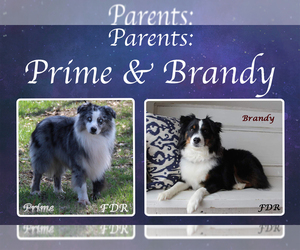 Miniature Australian Shepherd Litter for sale in FORESTBURG, TX, USA