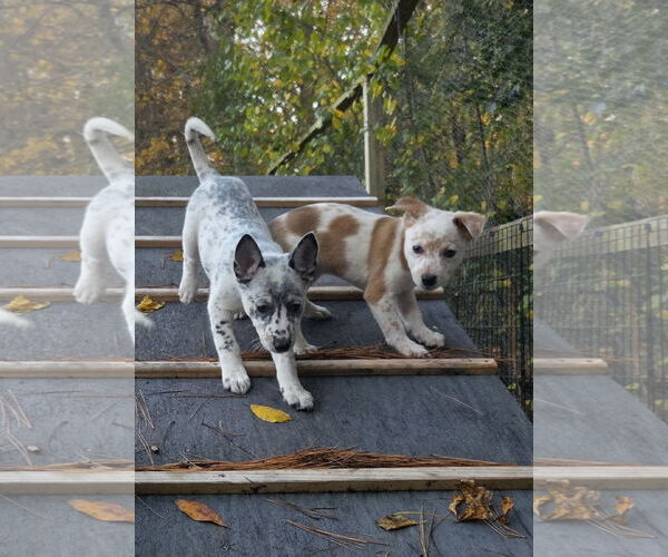 Medium Photo #7 Mutt Puppy For Sale in Garden City, NY, USA