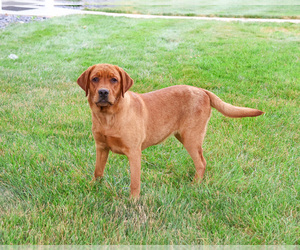 Mother of the Labrador Retriever puppies born on 09/05/2026