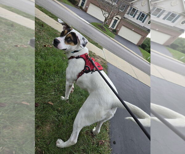 Medium Photo #2 Mutt Puppy For Sale in Springdale, PA, USA