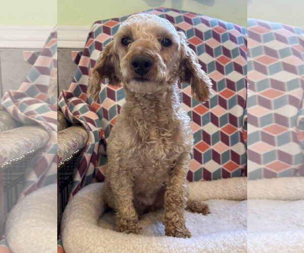 Medium Photo #8 Poodle (Miniature) Puppy For Sale in Pacolet, SC, USA