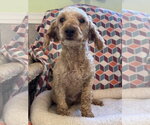 Small #7 Poodle (Miniature)
