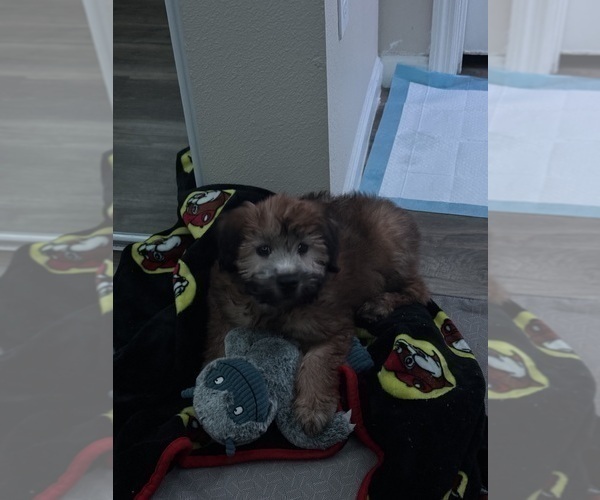 Medium Photo #1 Soft Coated Wheaten Terrier Puppy For Sale in SAN ANTONIO, TX, USA