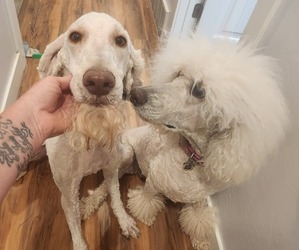 Poodle (Standard) Puppy for sale in LAPOINT, UT, USA