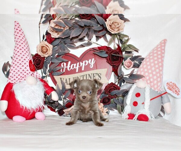 Medium Photo #2 Chihuahua Puppy For Sale in CHARLESTON, AR, USA