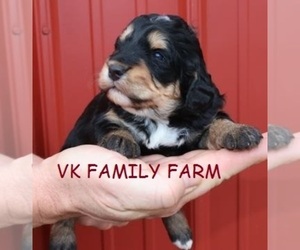 Bernese Mountain Dog Puppy for Sale in MARTINSVILLE, Indiana USA