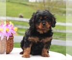 Small Photo #2 Cavalier King Charles Spaniel Puppy For Sale in NARVON, PA, USA