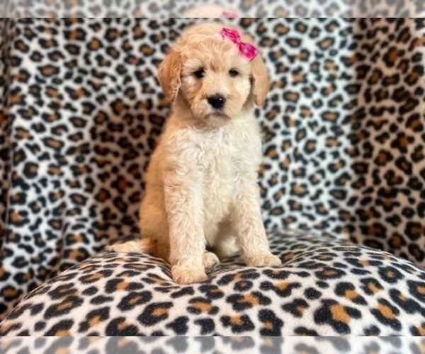 Medium Photo #1 Poodle (Standard) Puppy For Sale in LAKELAND, FL, USA