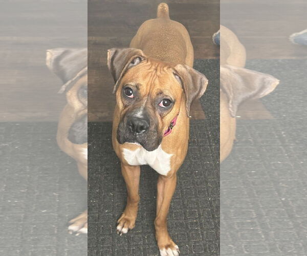 Medium Photo #1 Boxer Puppy For Sale in Woodbury, MN, USA