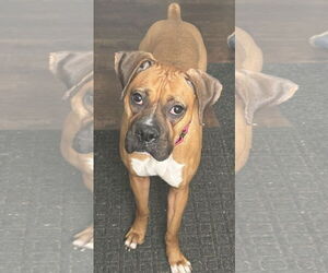 Boxer Dogs for adoption in Woodbury, MN, USA