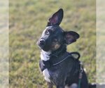 Small #24 American Pit Bull Terrier-German Shepherd Dog Mix
