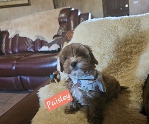 Cavachon-Poodle (Toy) Mix Puppy for Sale in CHINO VALLEY, Arizona USA